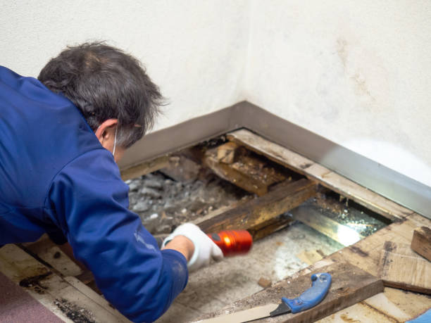 Reliable Madison, OH Mold Remediation Solutions