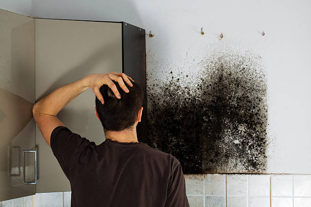 Best Attic Mold Remediation in Madison, OH