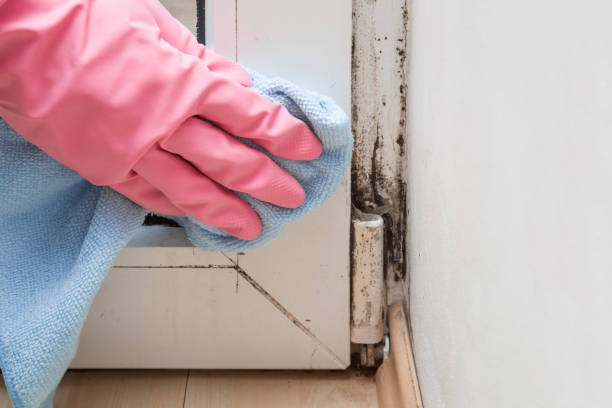 Best Industrial Mold Remediation in Madison, OH