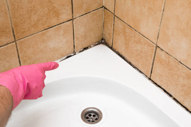 Best Post-Flood Mold Remediation in Madison, OH